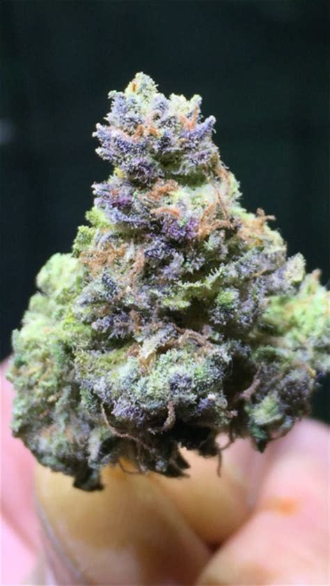 very berry haze strain.